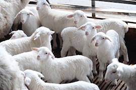 山西保森种羊研发培育园区
