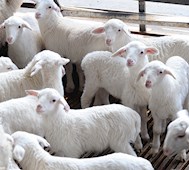 山西保森种羊研发培育园区