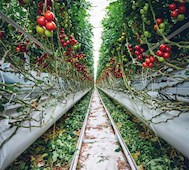 西班牙智能化番茄植物工厂